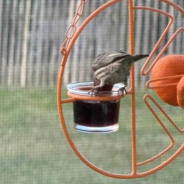 Clementine Oriole Fruit & Jelly Bird Feeder