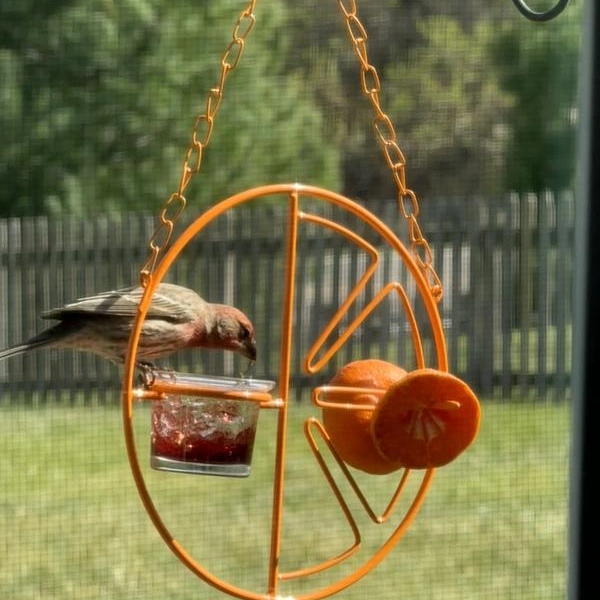 Clementine Oriole Fruit & Jelly Bird Feeder