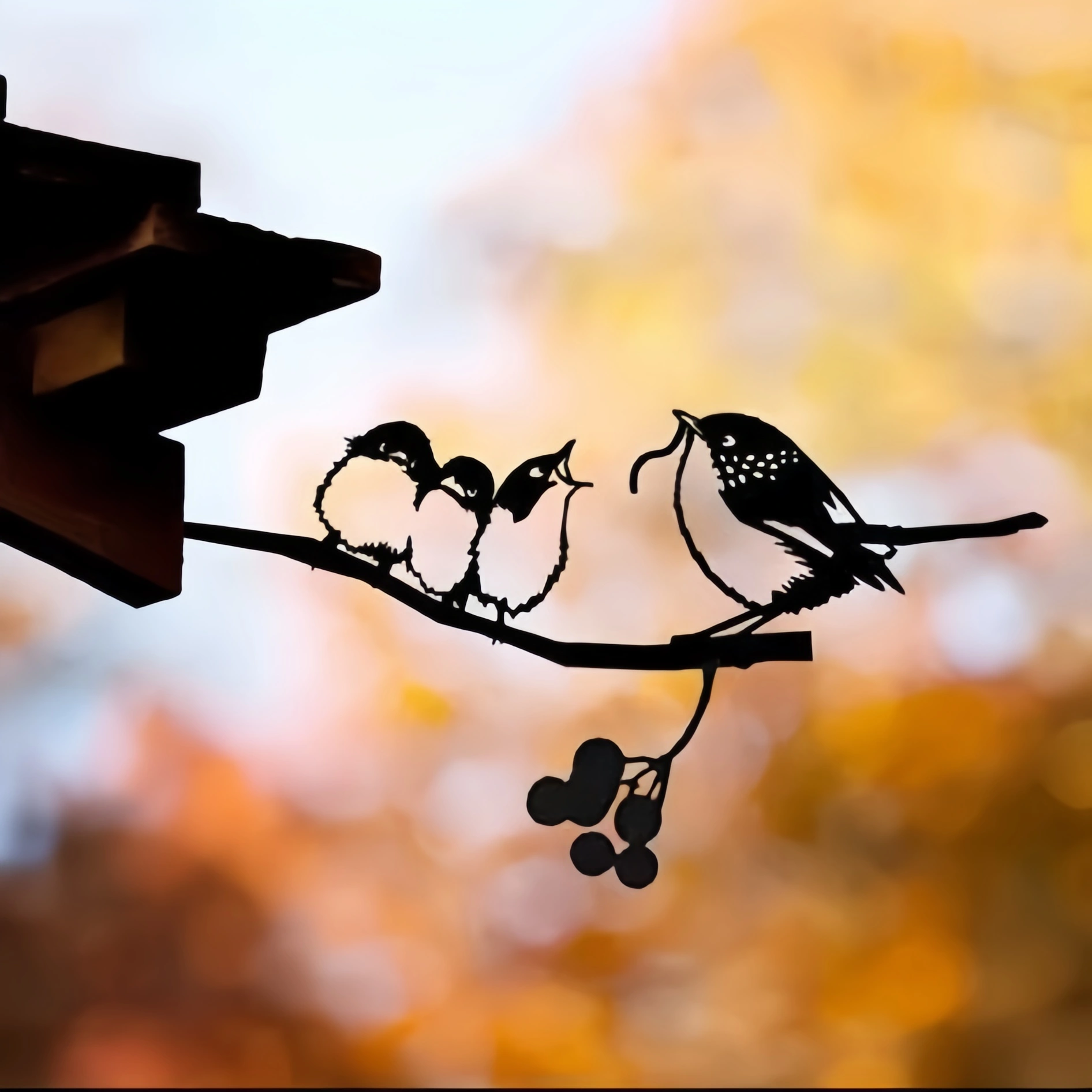 Chickadee & Chicks