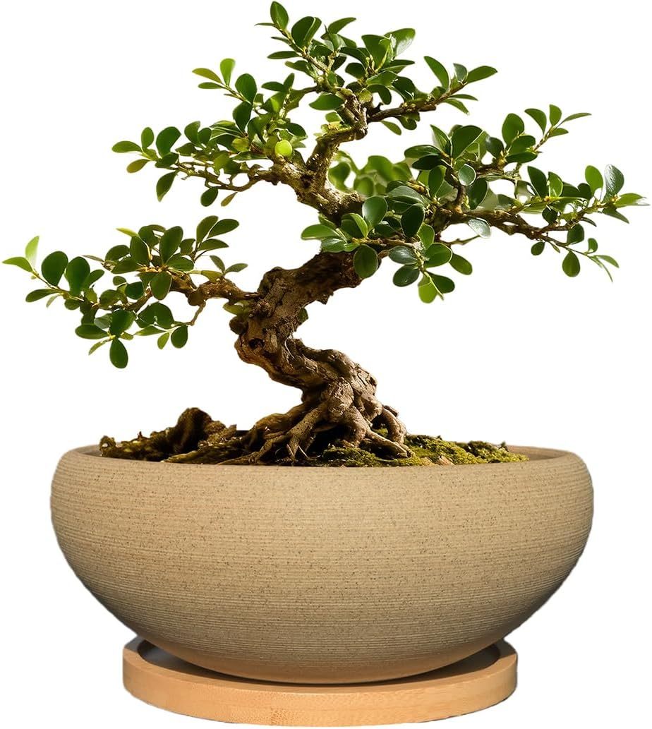8 Inch Round Unglazed Ceramic Bonsai Pot with Bamboo Tray, Large Rough Pottery Succulent Planter with Drainage Hole