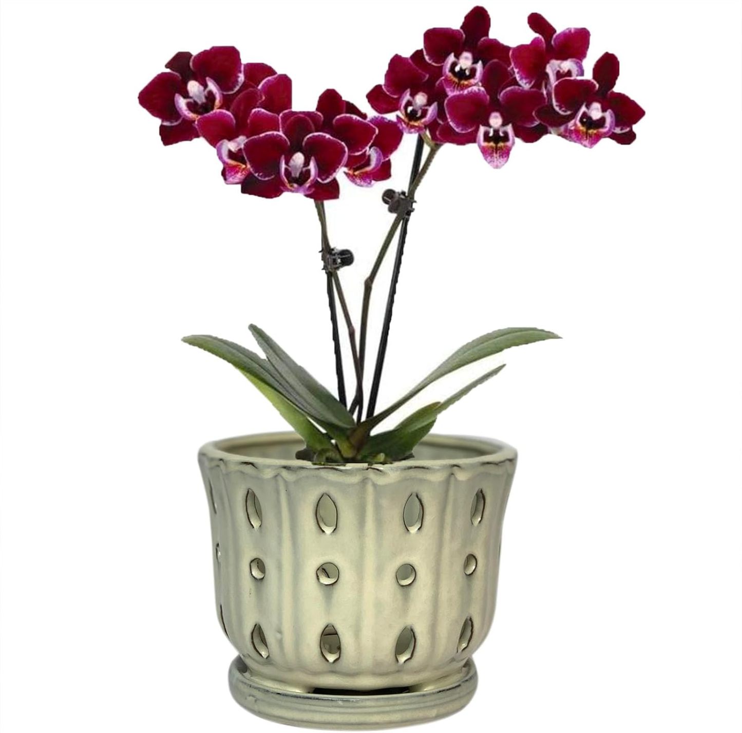 6 Inch Round Ceramic Orchid Pot with Holes, Premium Orchid Planter for Indoor Outdoor Use