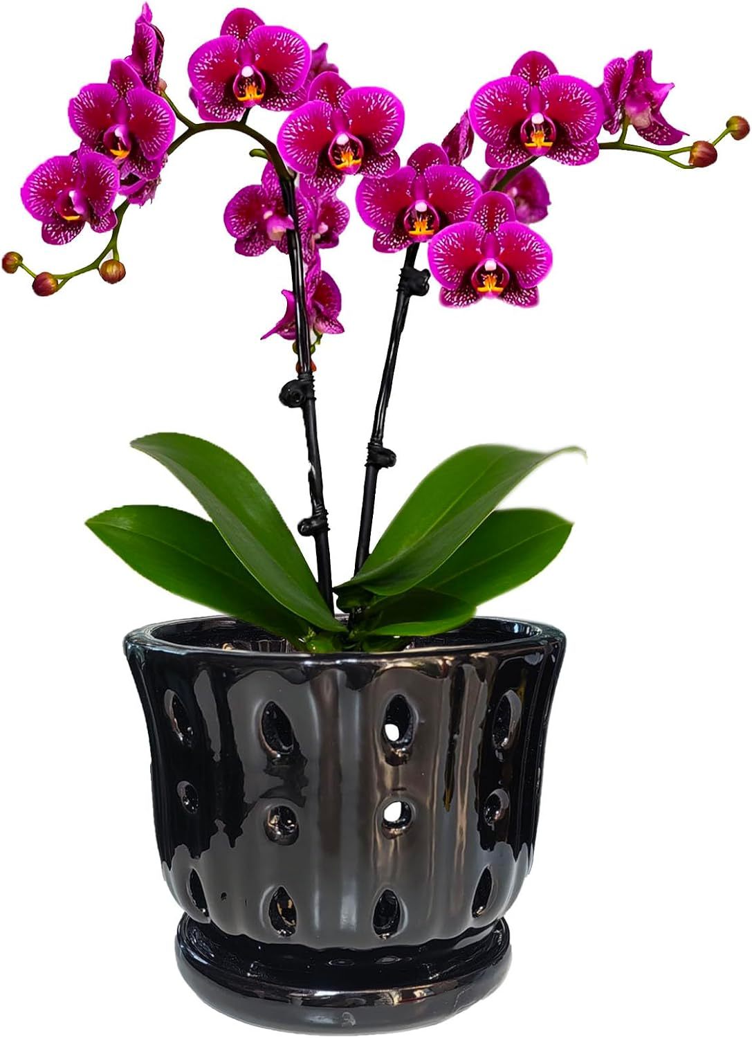 6 Inch Round Ceramic Orchid Pot with Holes, Premium Orchid Planter for Indoor Outdoor Use