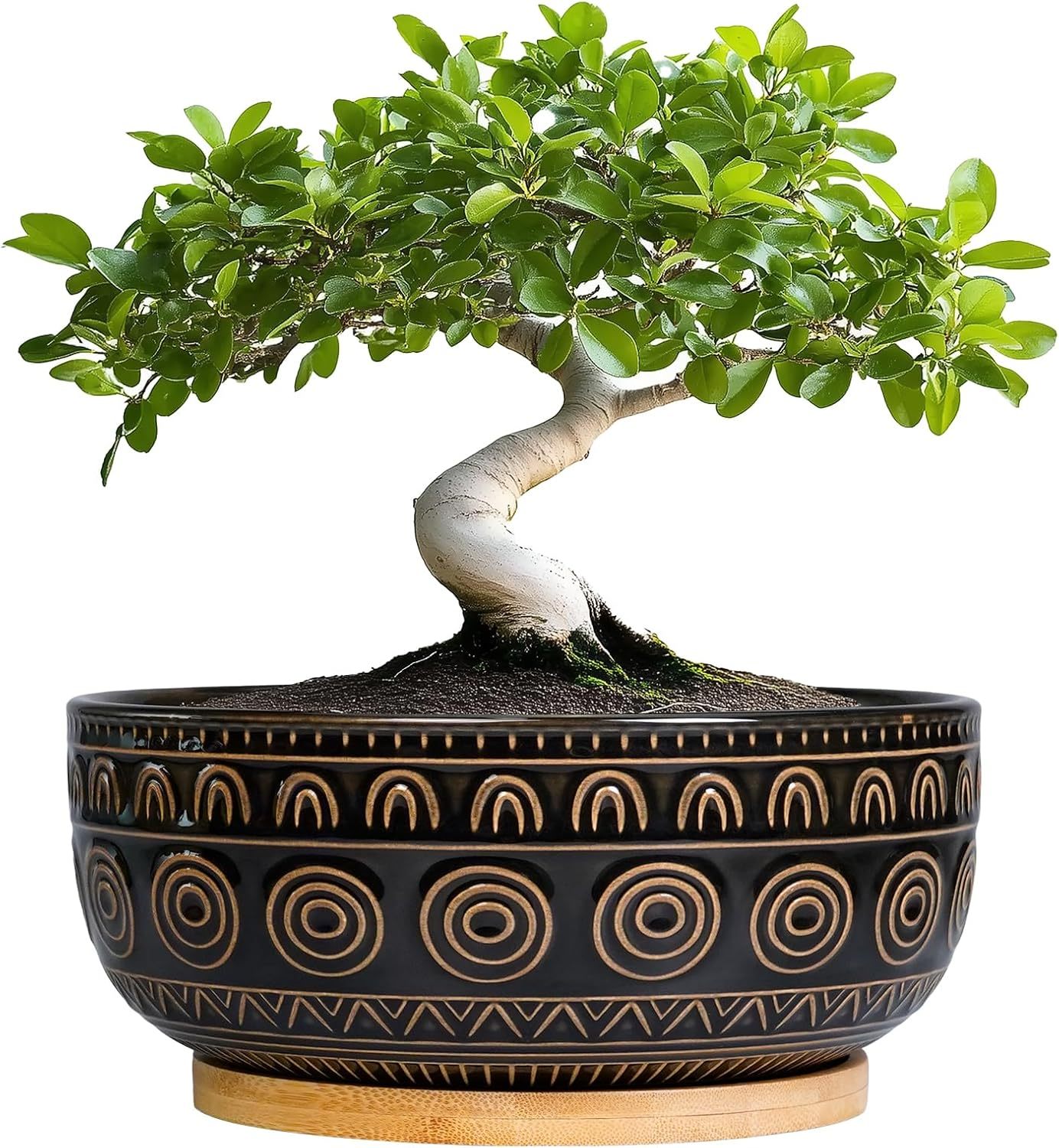 Eightpot 8 Inch Round Shallow Ceramic Succulent Planter with Drainage Hole & Saucer for Indoor Plants