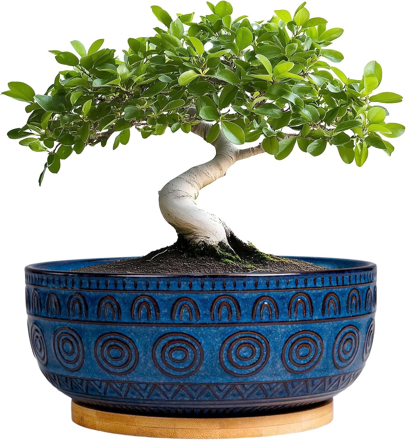 Eightpot 8 Inch Round Shallow Ceramic Succulent Planter with Drainage Hole & Saucer for Indoor Plants