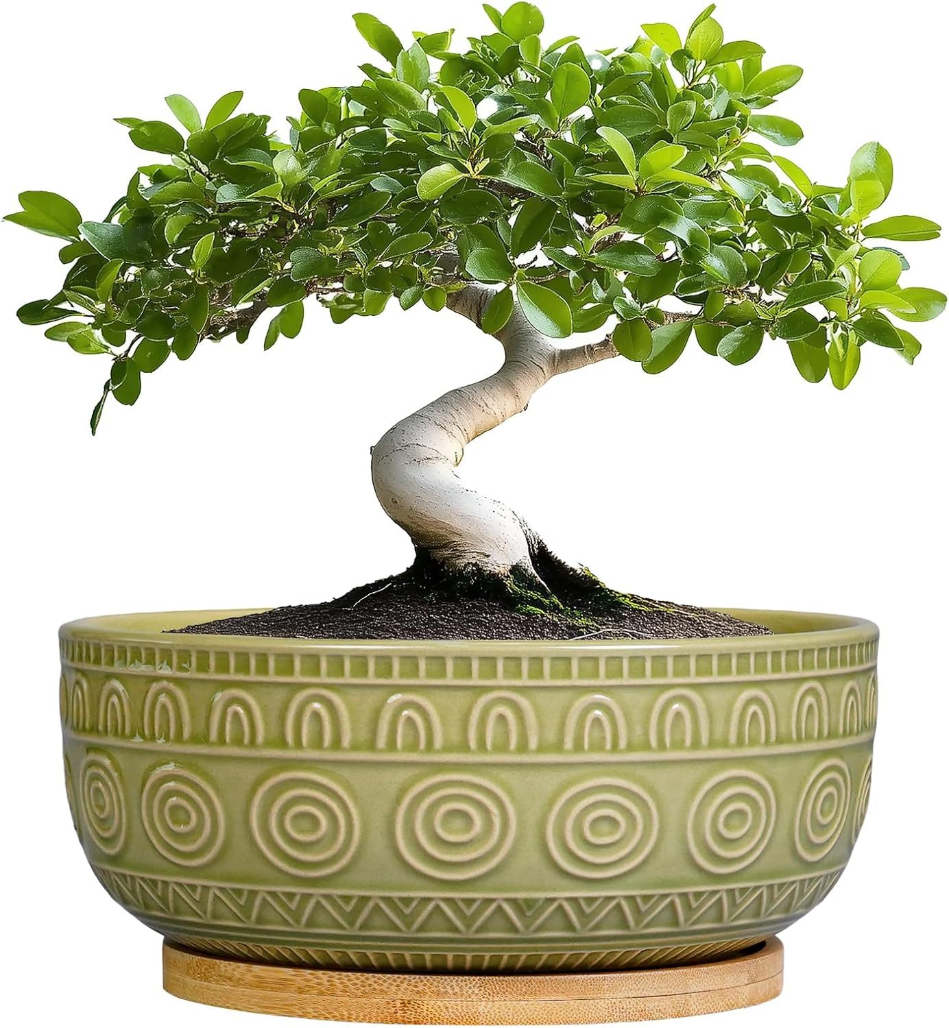 Eightpot 8 Inch Round Shallow Ceramic Succulent Planter with Drainage Hole & Saucer for Indoor Plants