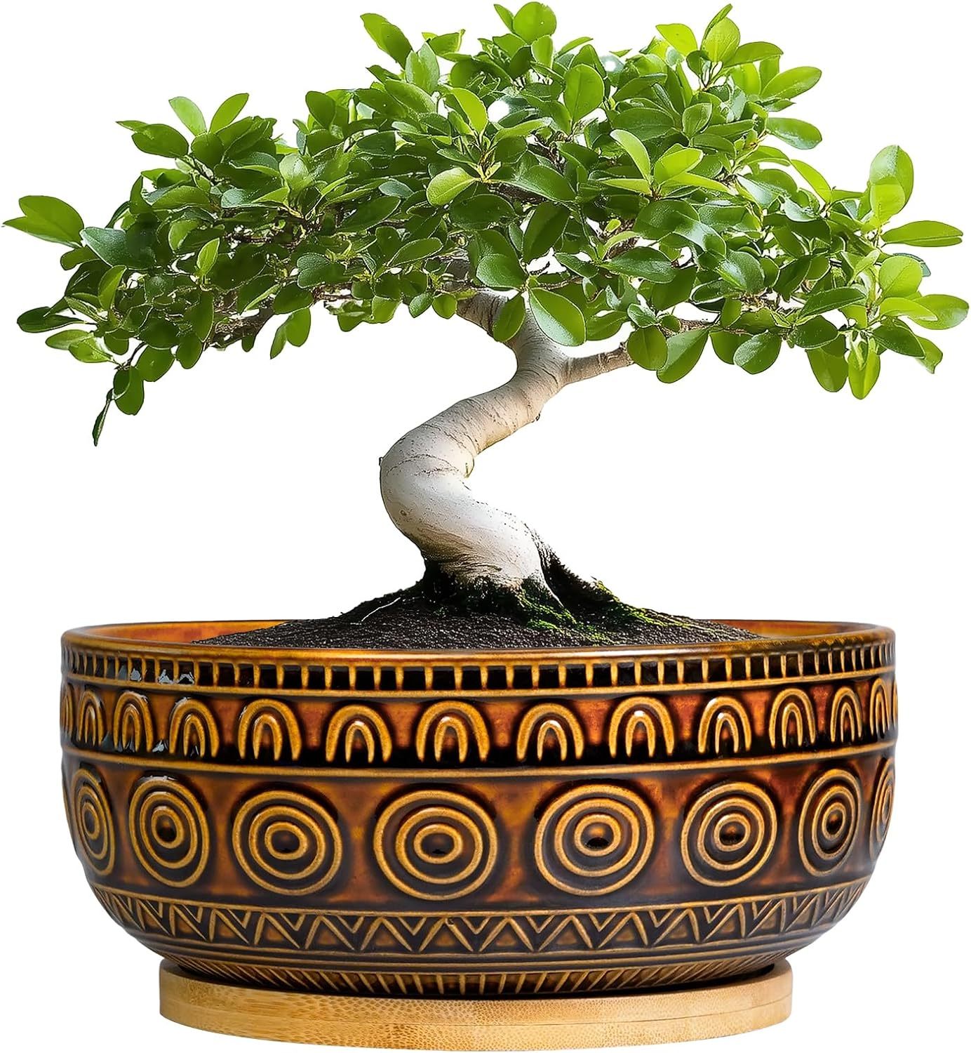 Eightpot 8 Inch Round Shallow Ceramic Succulent Planter with Drainage Hole & Saucer for Indoor Plants