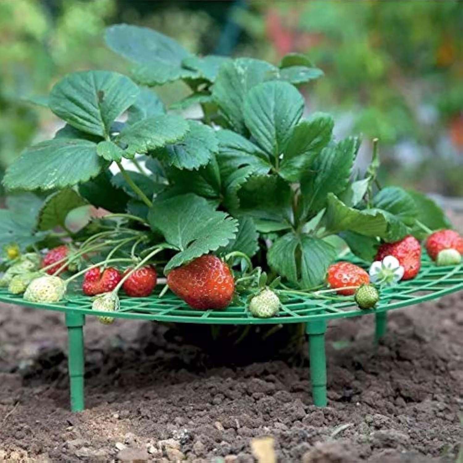 5 Pack Strawberry Plant Support Frames, Strawberry Growing Racks with 4 Sturdy Legs, Keep Strawberries Clean & Prevent Rot