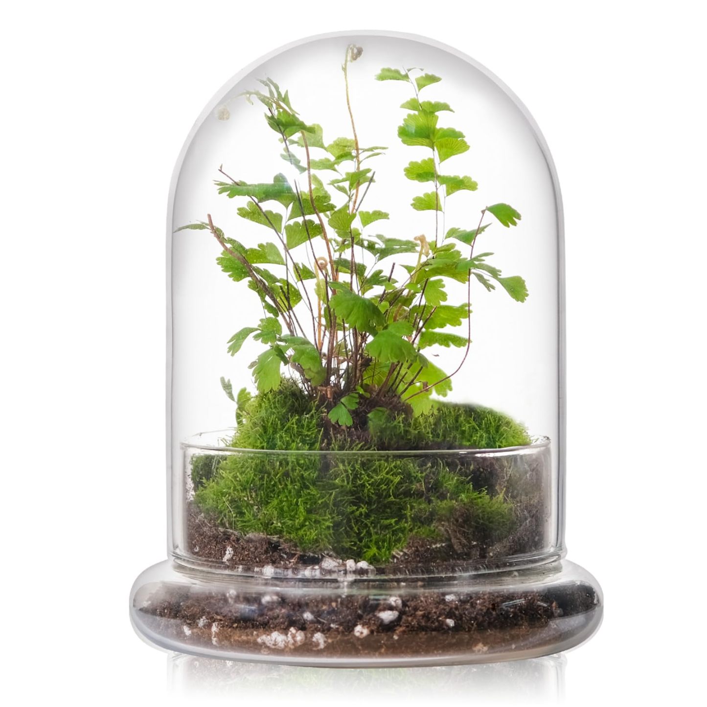 6 Inch Glass Cloche Dome with Base Mini Terrarium Cover Indoor Plant Home Display Decor
