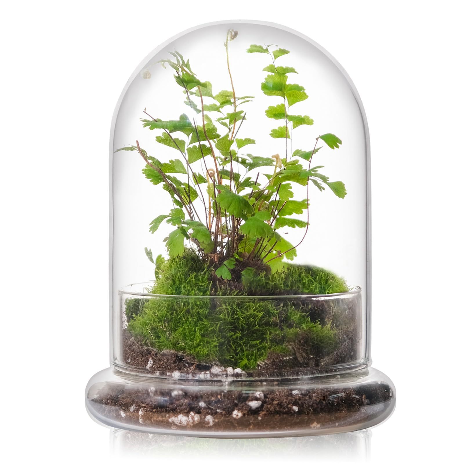 6 Inch Glass Cloche Dome with Base Mini Terrarium Cover Indoor Plant Home Display Decor
