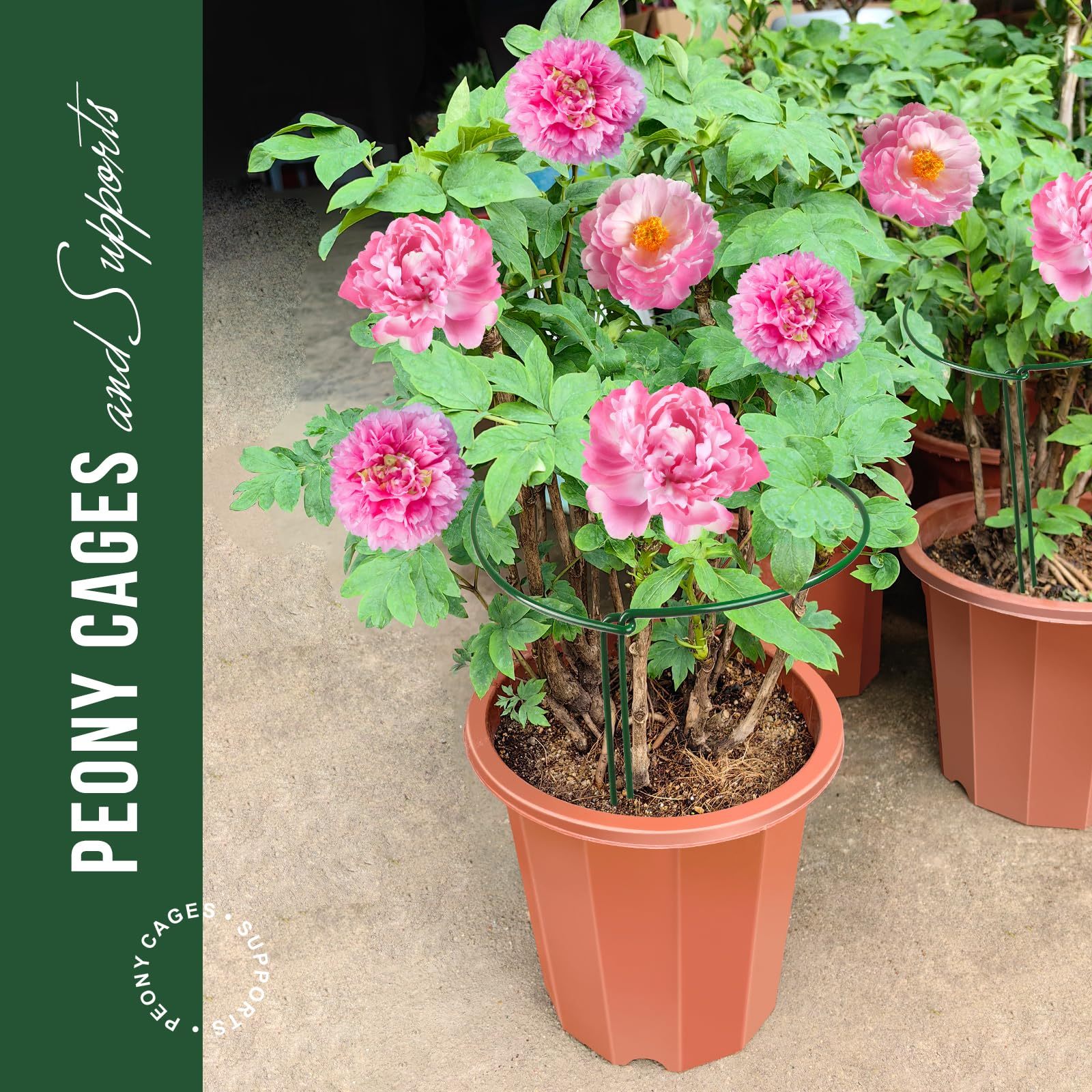 6 Pack Metal Plant Support Rings, 9.8" W x 15.7" H Garden Plant Stake Cages, Peony & Tomato Support Stands for Hydrangea, Flowers and Indoor Plants
