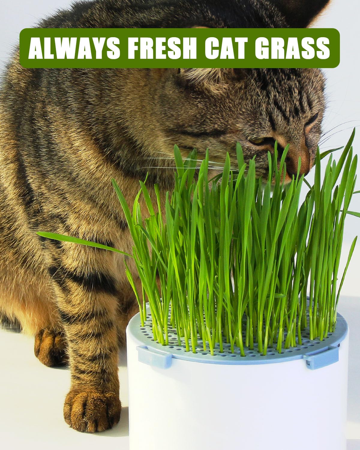 2Pcs Hydroponic Cat Grass Planter, Soil Free Wheatgrass Growing Tray, Anti Digging Anti Uprooted Cat Grass Grow Kit for Indoor Pets Cats, Without Seeds