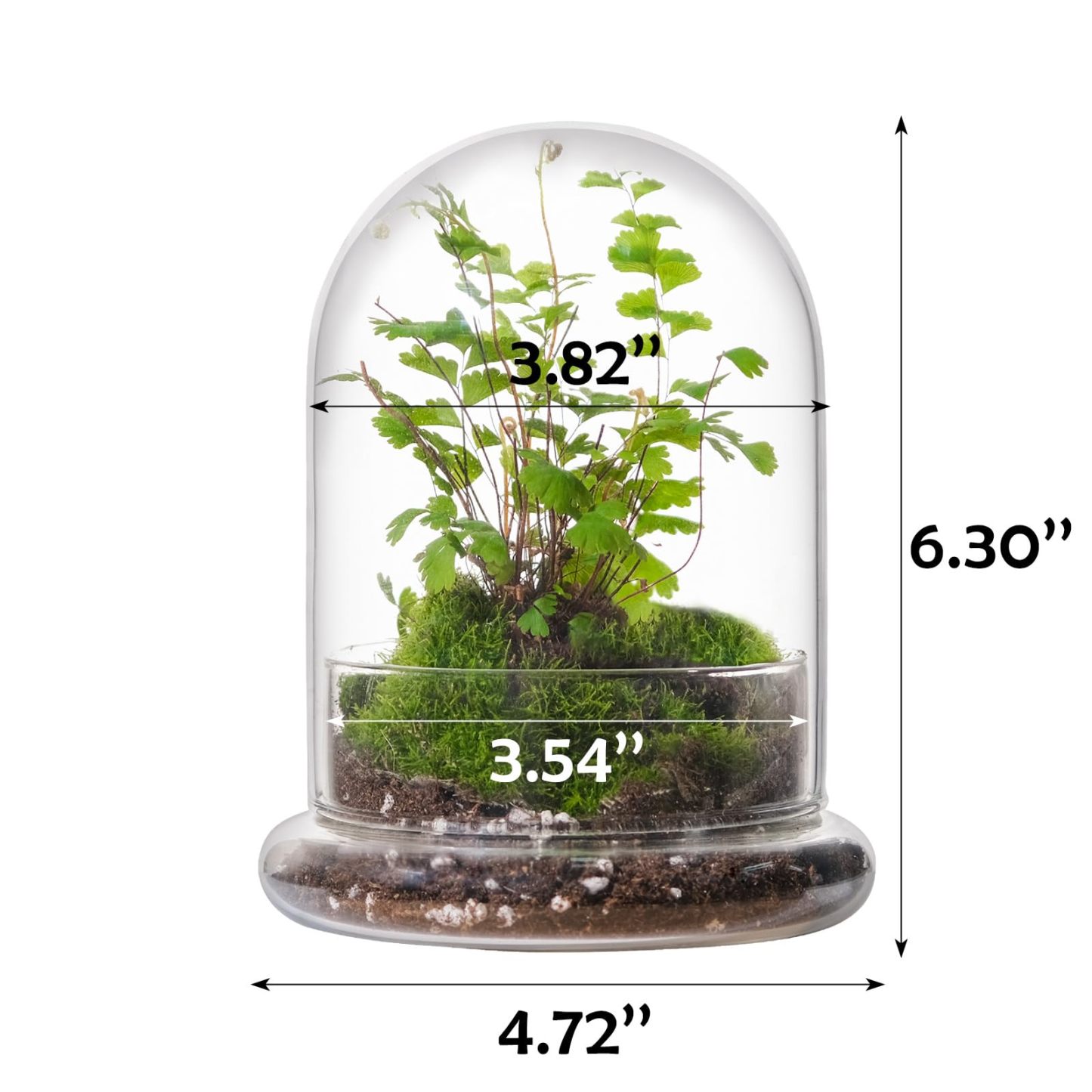 6 Inch Glass Cloche Dome with Base Mini Terrarium Cover Indoor Plant Home Display Decor