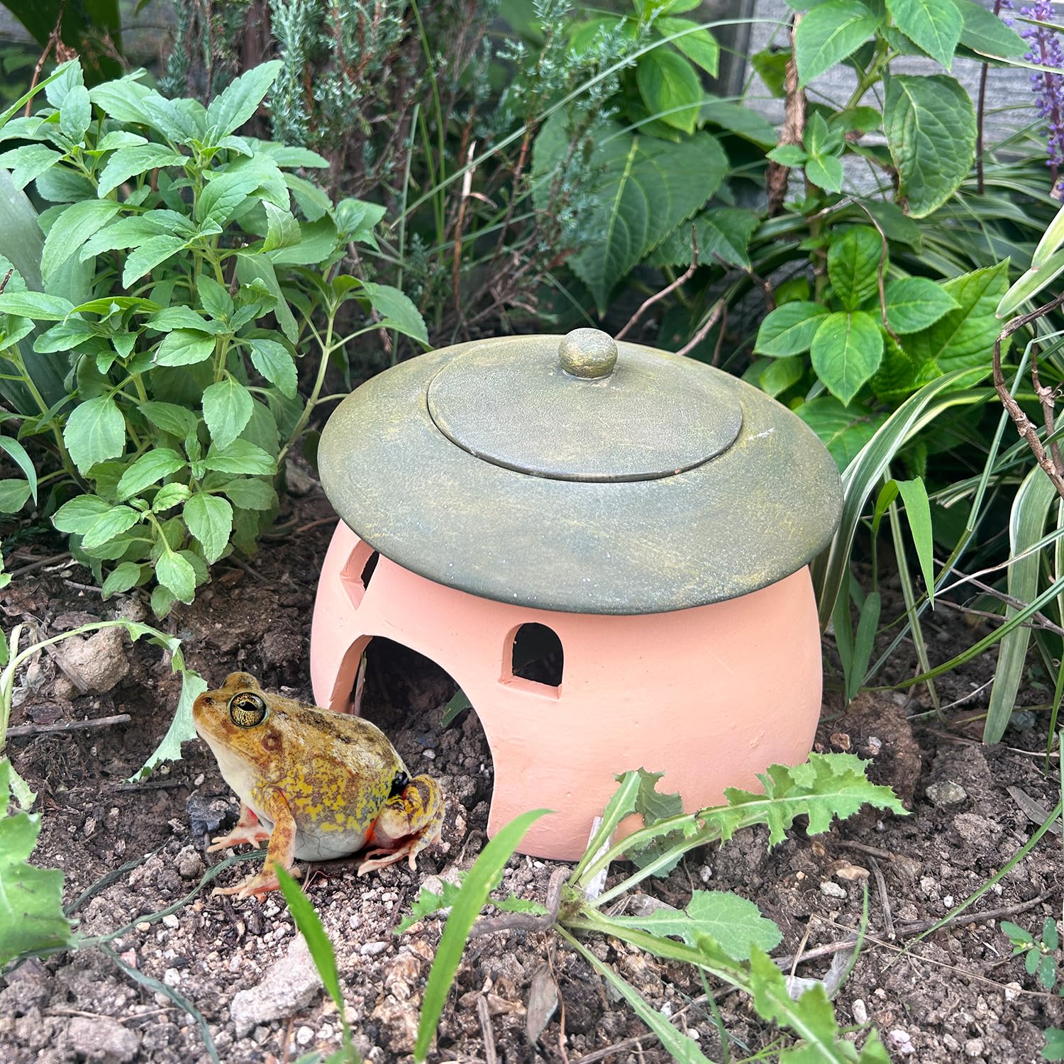 Terracotta Reptile Cave with Green Lid