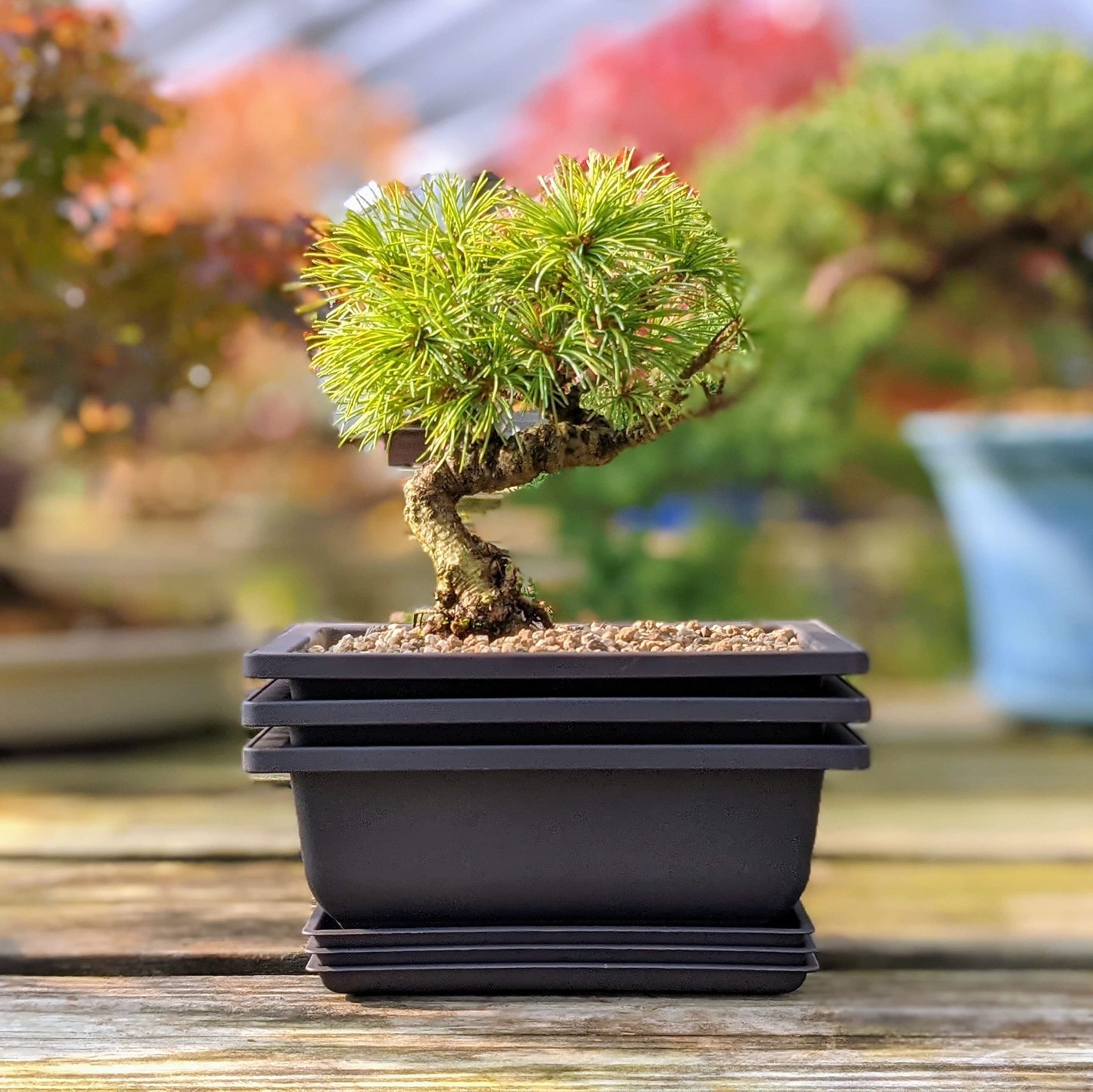 Training Pots with Humidity Trays – Built-in Mesh, 6 Inch Large Planters, Durable Shatterproof Poly-Resin Pot Set of 3