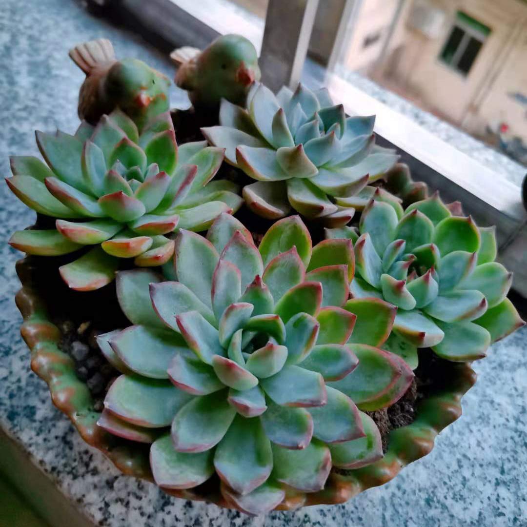 6 Inch Bird Design Flower Planter, Cute Succulent Pot for Indoor & Outdoor Garden Decor