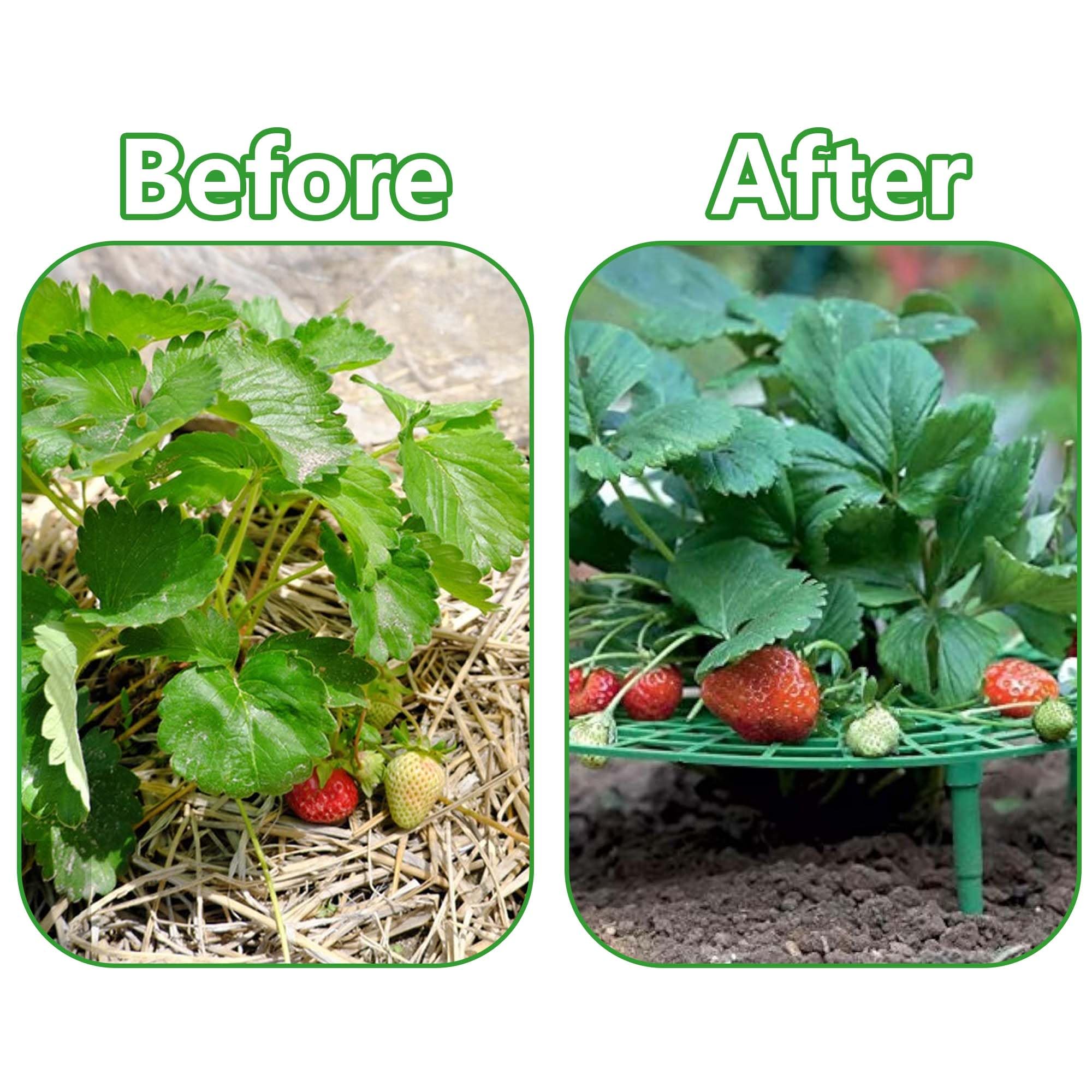 5 Pack Strawberry Plant Support Frames, Strawberry Growing Racks with 4 Sturdy Legs, Keep Strawberries Clean & Prevent Rot