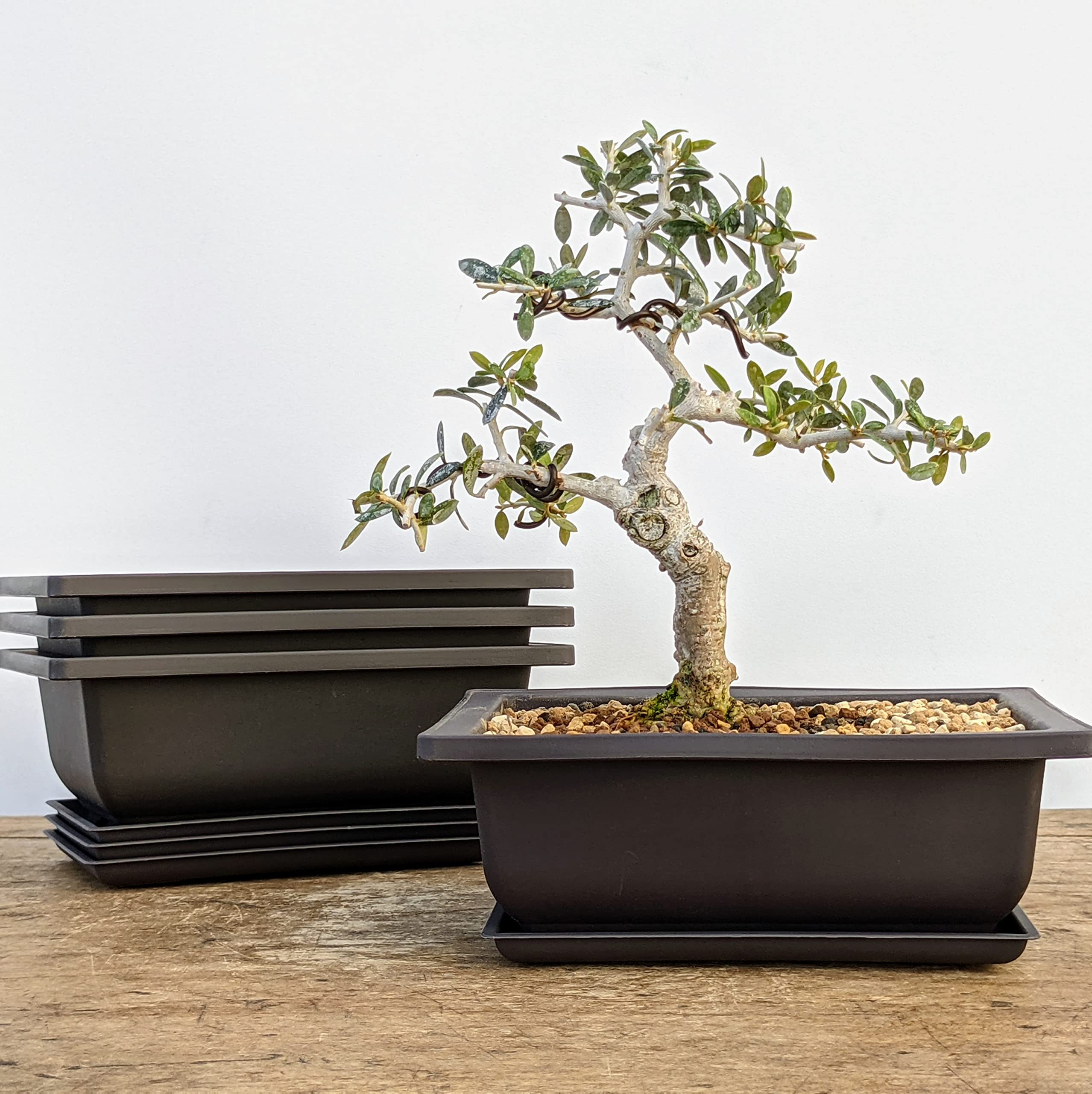 Training Pots with Humidity Trays – Built-in Mesh, 6 Inch Large Planters, Durable Shatterproof Poly-Resin Pot Set of 3