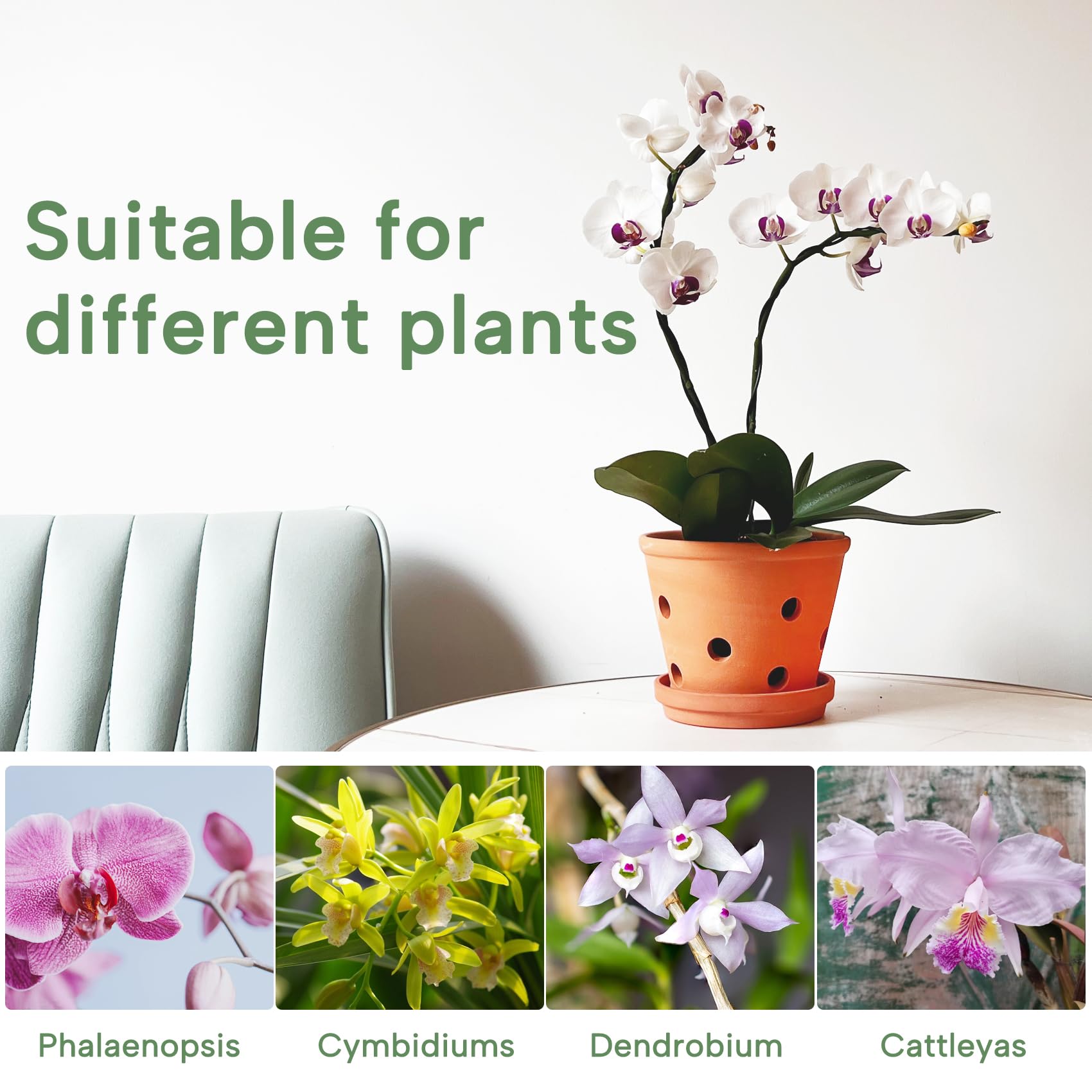 6 Inch Terracotta Orchid Pots with Drainage Holes & Saucers – 3 Pack Clay Planters for Repotting, Indoor & Outdoor Use