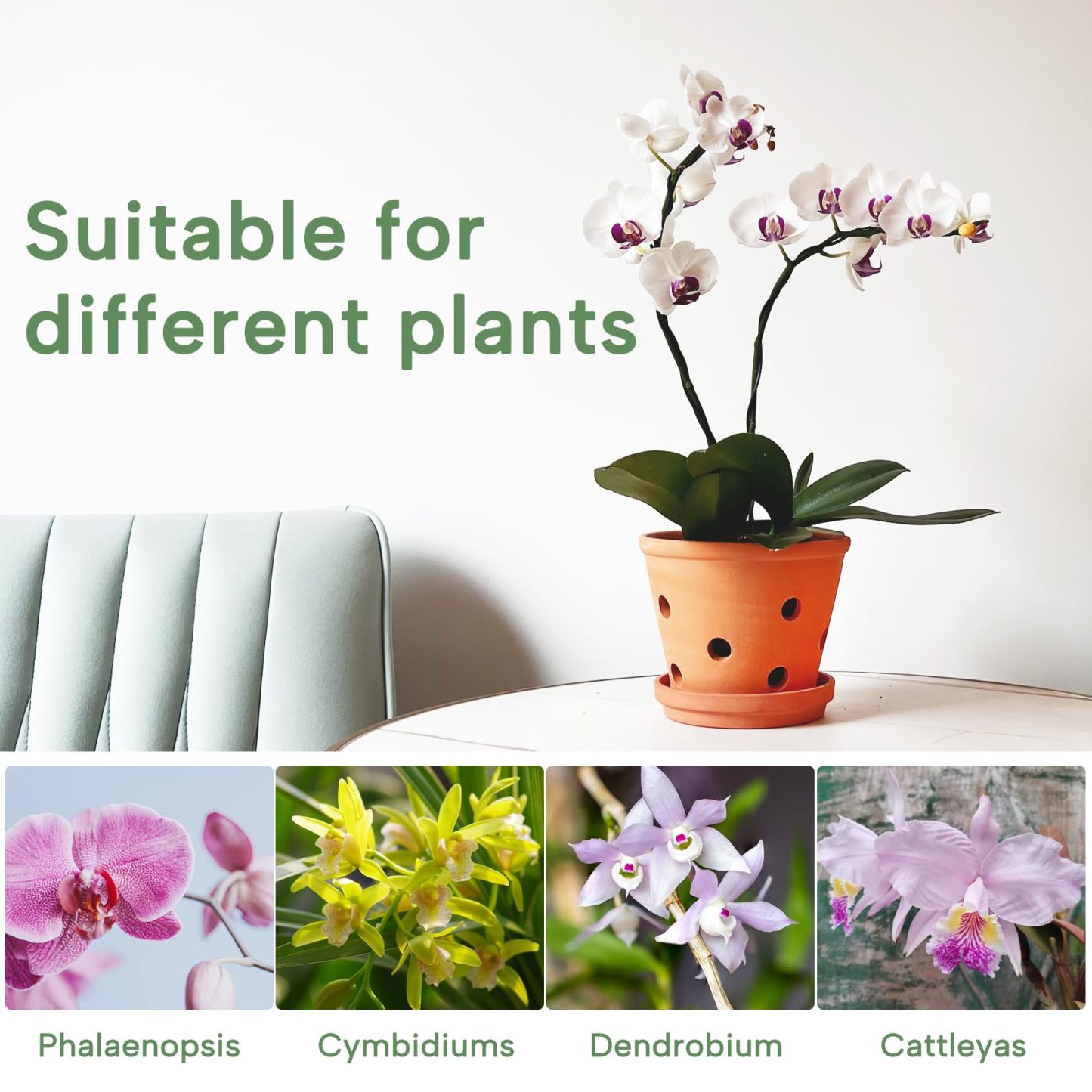 6 Inch Terracotta Orchid Pots with Drainage Holes & Saucers – 3 Pack Clay Planters for Repotting, Indoor & Outdoor Use