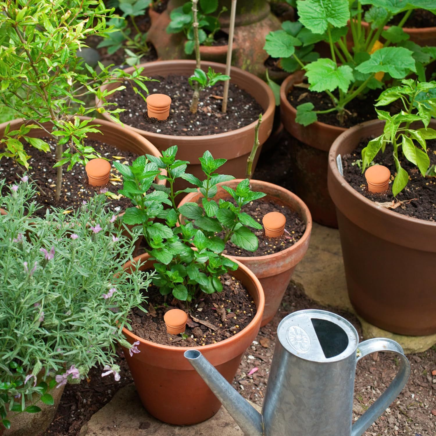Ollas 8pcs 3.1 * 6inch Terracotta Plant Watering Globes Self Watering Planter Insert Olla Terra Cotta Clay Irrigation Globes