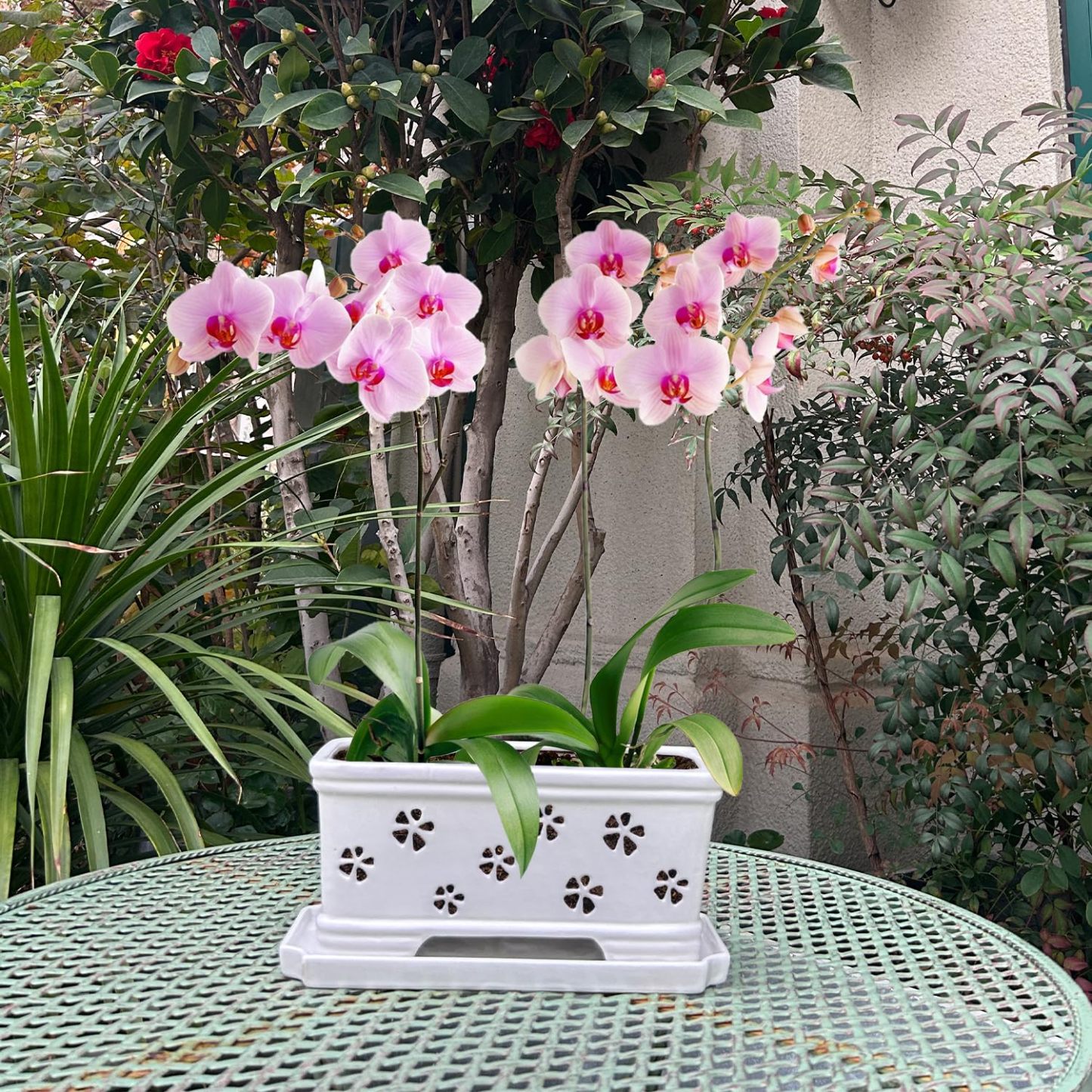Rectangle Ceramic Orchid Pot with Holes & Saucer