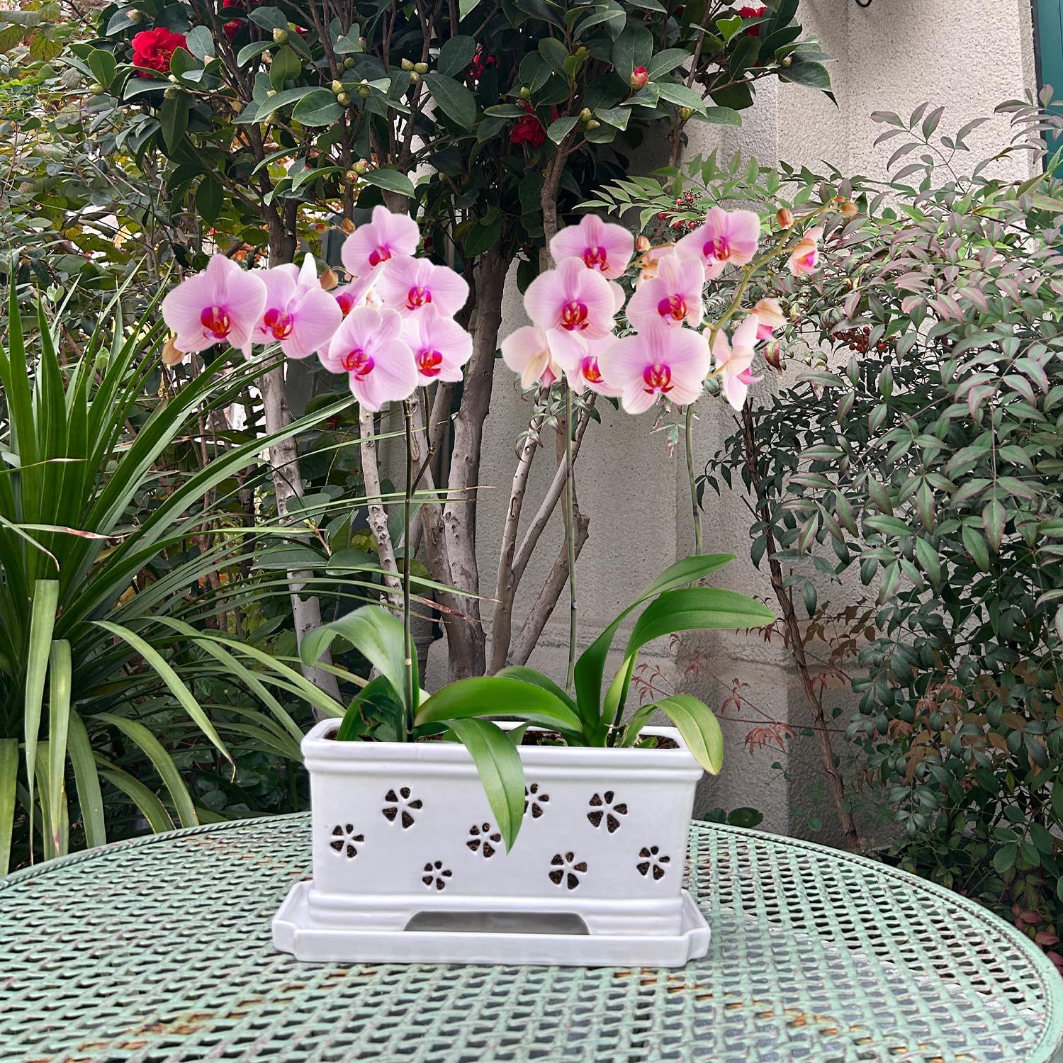 Rectangle Ceramic Orchid Pot with Holes & Saucer