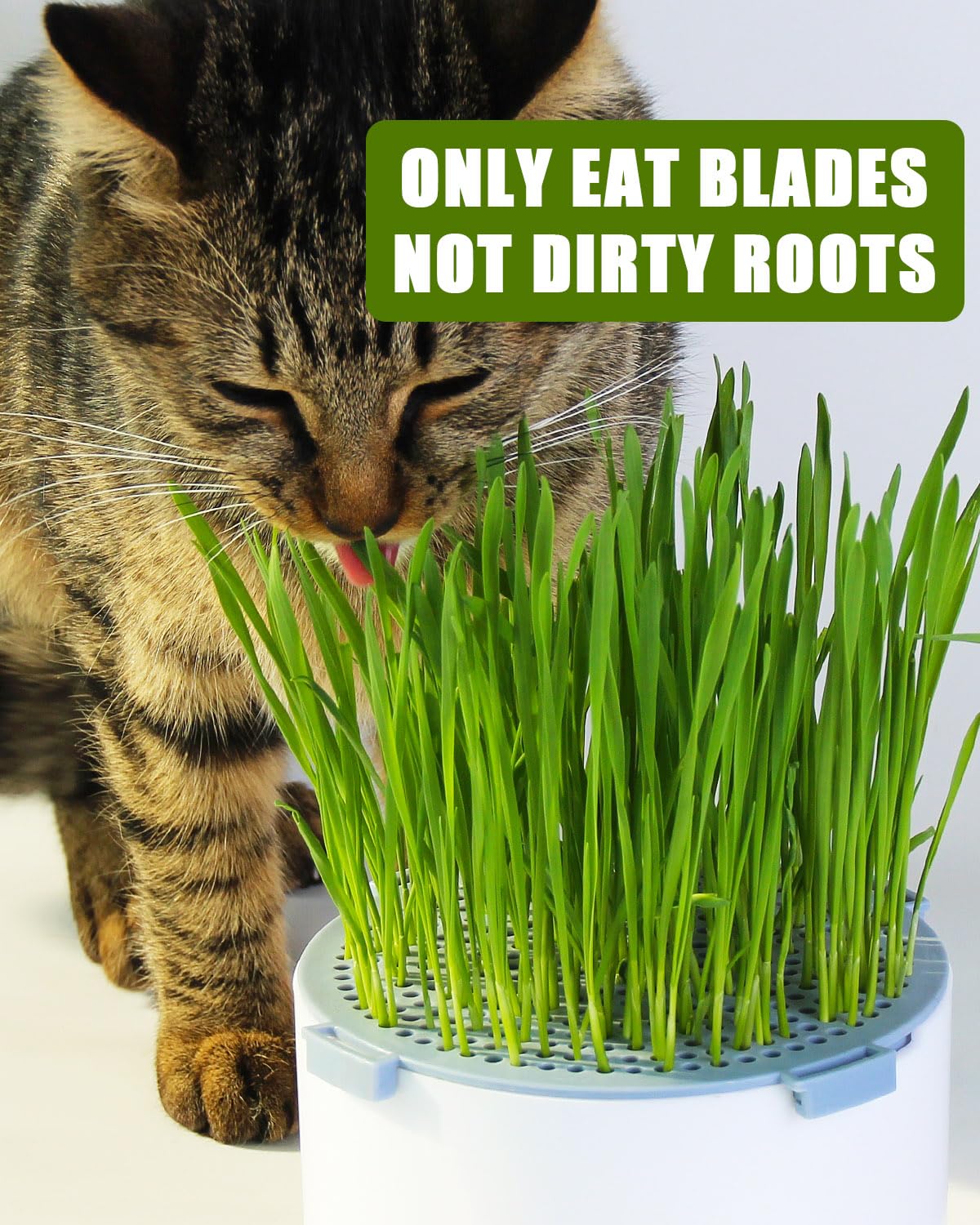 2Pcs Hydroponic Cat Grass Planter, Soil Free Wheatgrass Growing Tray, Anti Digging Anti Uprooted Cat Grass Grow Kit for Indoor Pets Cats, Without Seeds