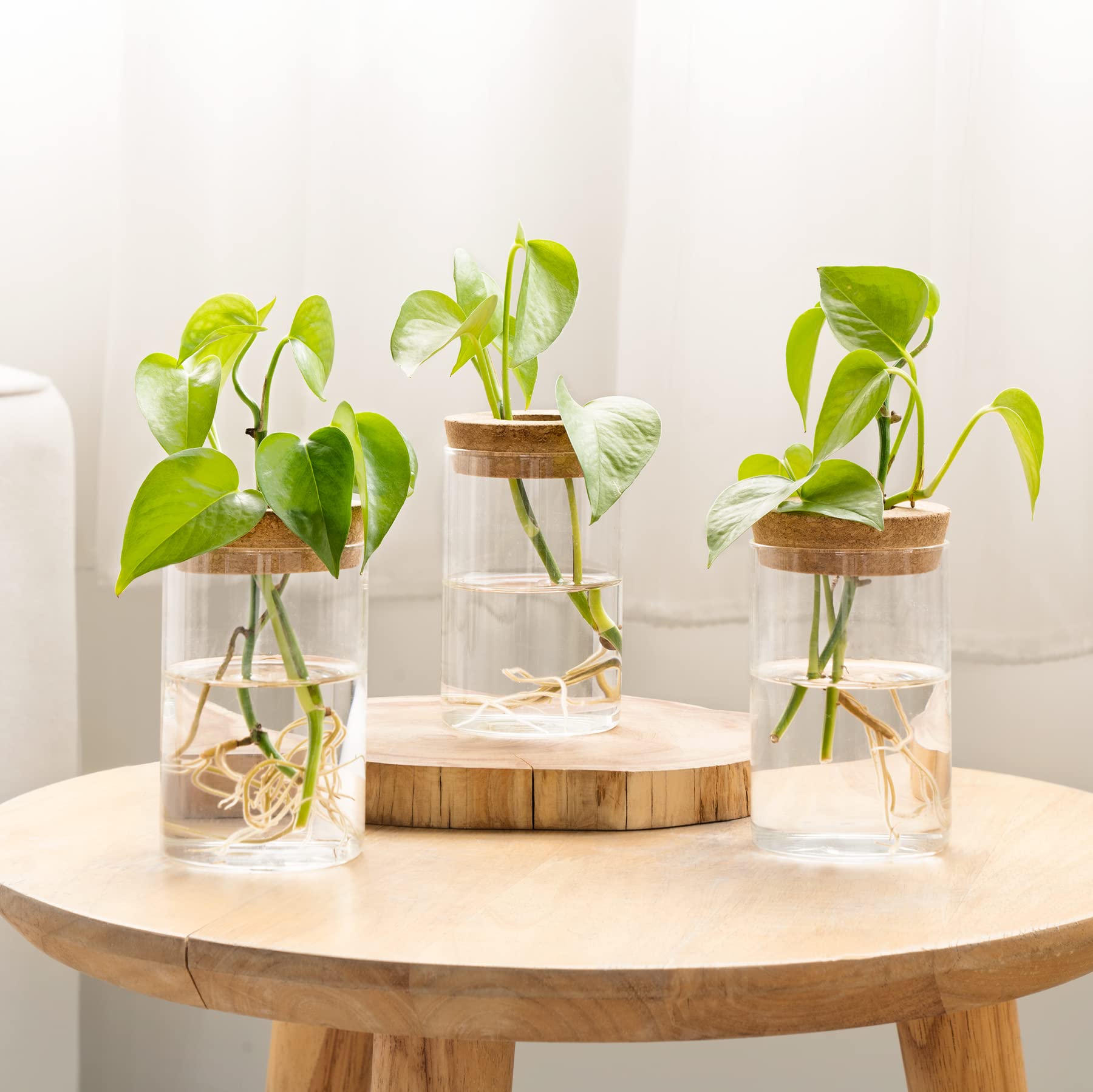 3Pcs Glass Propagation Terrarium with Lid Wooden Stand Desktop Hydroponic Planter Home Decor