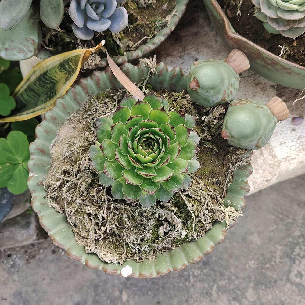 6 Inch Bird Design Flower Planter, Cute Succulent Pot for Indoor & Outdoor Garden Decor