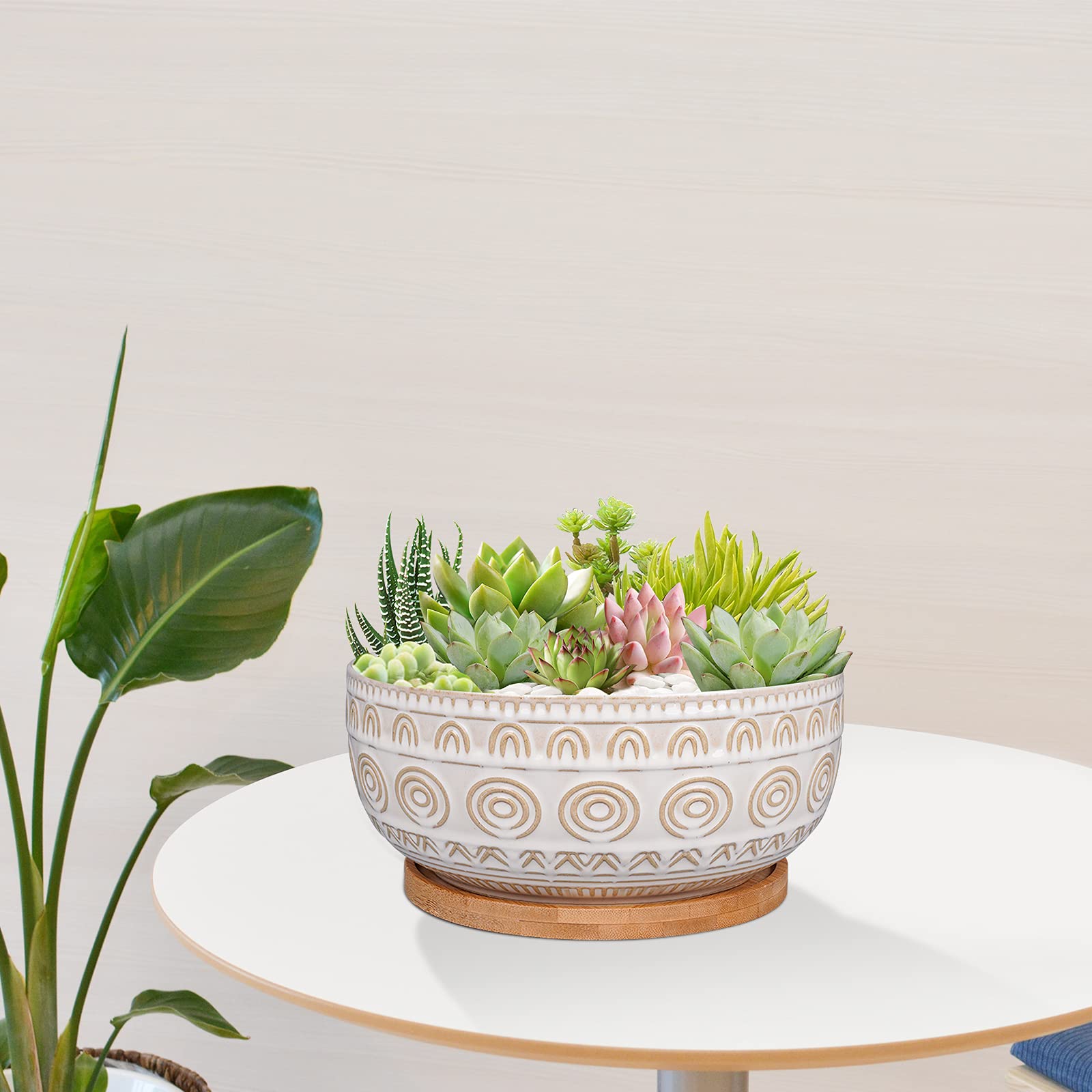 Eightpot 8 Inch Round Shallow Ceramic Succulent Planter with Drainage Hole & Saucer for Indoor Plants