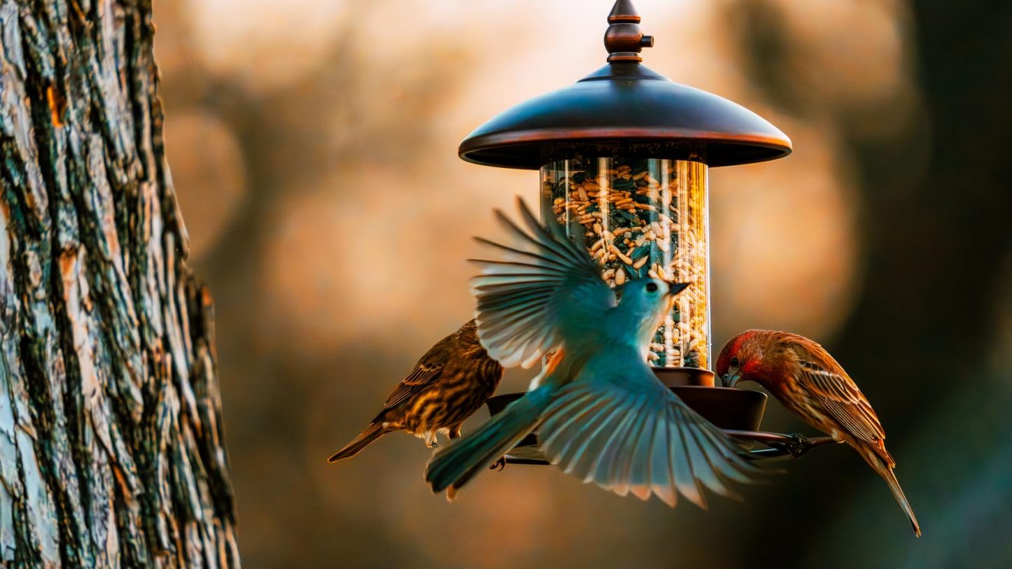 Metal Roof Bird Feeder, Chew-Proof Outdoor Hanging Feeder for Wild Bird Seeds, Bronze Finish