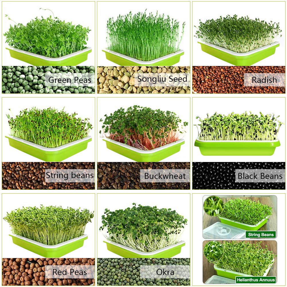 2 Pack Seed Sprouter Tray with Humidity Lid, BPA-Free Soil-Free Sprouting Kit, Large Capacity Microgreens Germination Tray for Wheatgrass, Beans, Peas, Cat Grass