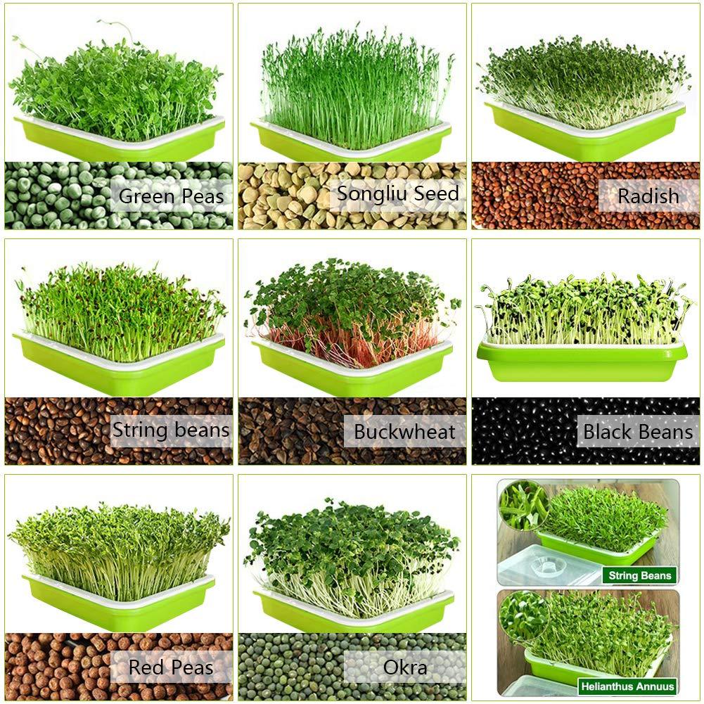 2 Pack Seed Sprouter Tray with Humidity Lid, BPA-Free Soil-Free Sprouting Kit, Large Capacity Microgreens Germination Tray for Wheatgrass, Beans, Peas, Cat Grass