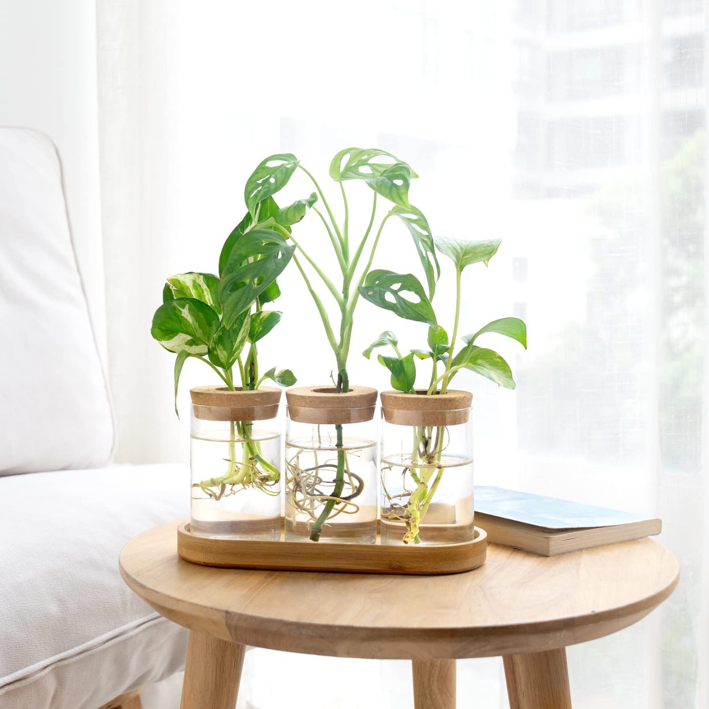 3Pcs Glass Propagation Terrarium with Lid Wooden Stand Desktop Hydroponic Planter Home Decor