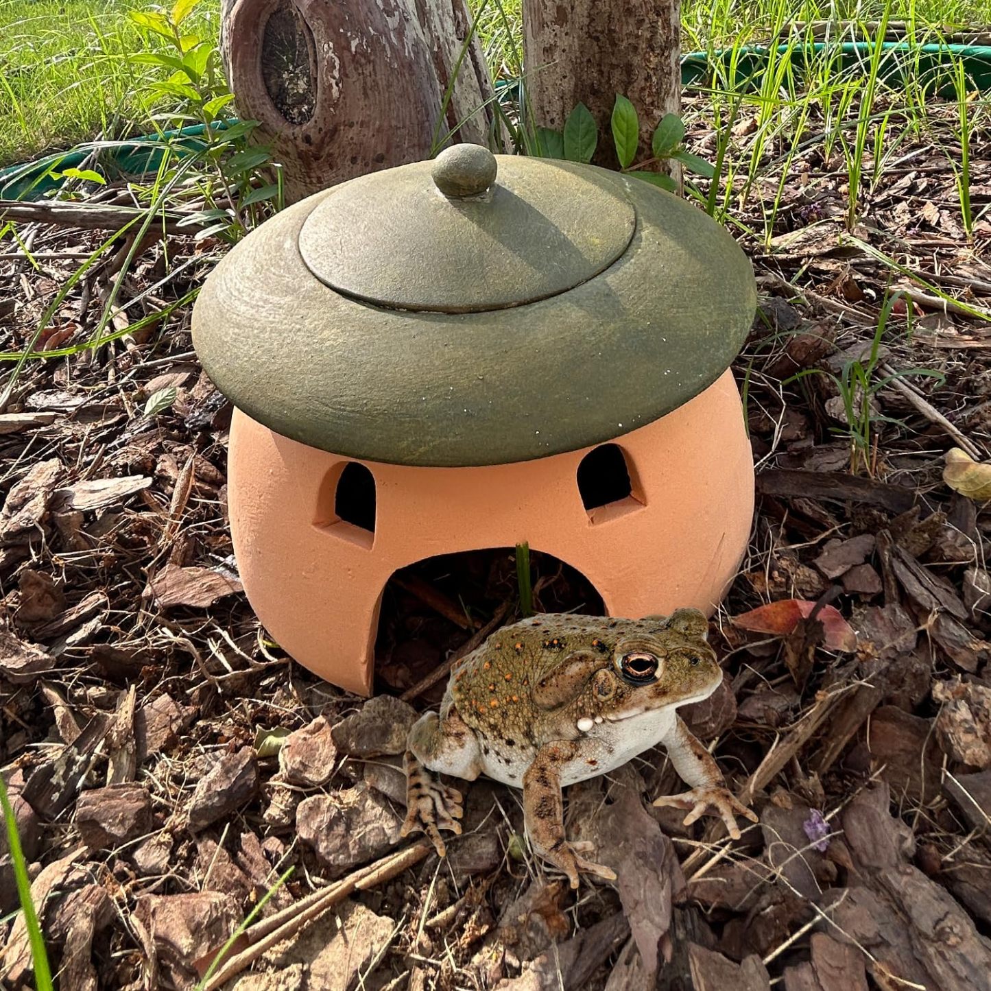 Terracotta Reptile Cave with Green Lid