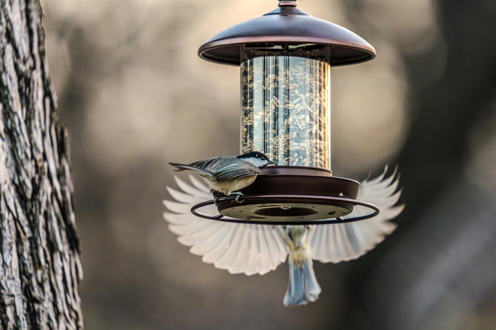 Metal Roof Bird Feeder, Chew-Proof Outdoor Hanging Feeder for Wild Bird Seeds, Bronze Finish