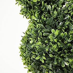 boxwood
