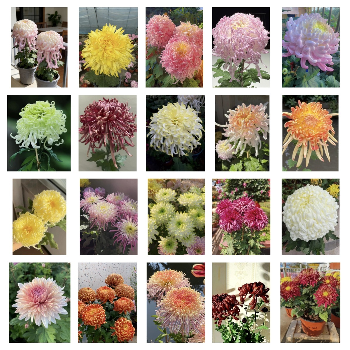 🌸 Obrovské plnokvěté chryzantémy — Vytvořte si královskou zahradu 🌸