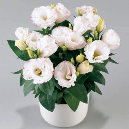 🔥Последен ден на продажба💝Eustoma Thornless Rose💐Семена от лизиантус