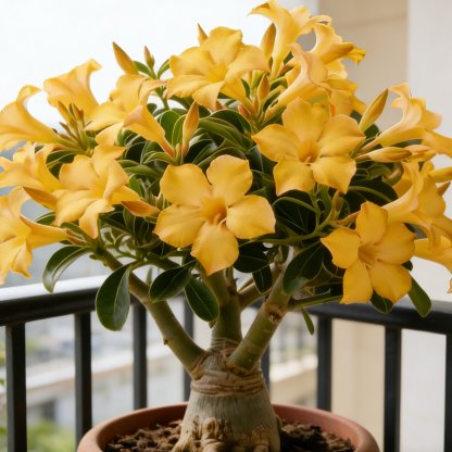 🌹 Semená púštnej ruže kvitnúcej po celý rok