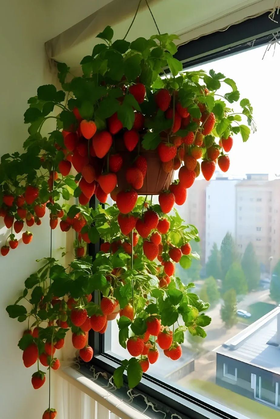🍓🖤 Riesige Black Diamond Erdbeeren Samen – süß, nährstoffreich & einfach zu Hause anzubauen