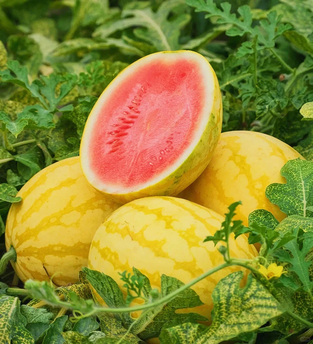 🍉 Семена от червен рубинен пъпеш – Висок добив, тънка кора, сладък и сочен, идеален за отглеждане в саксия