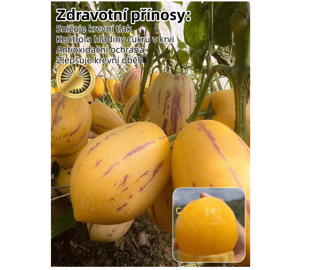 🌿Semena plodu ženšenu – snadné pěstování🌱