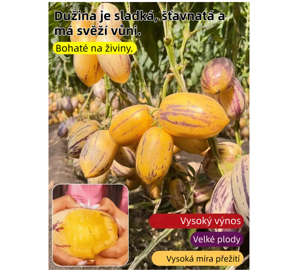 🌿Semena plodu ženšenu – snadné pěstování🌱