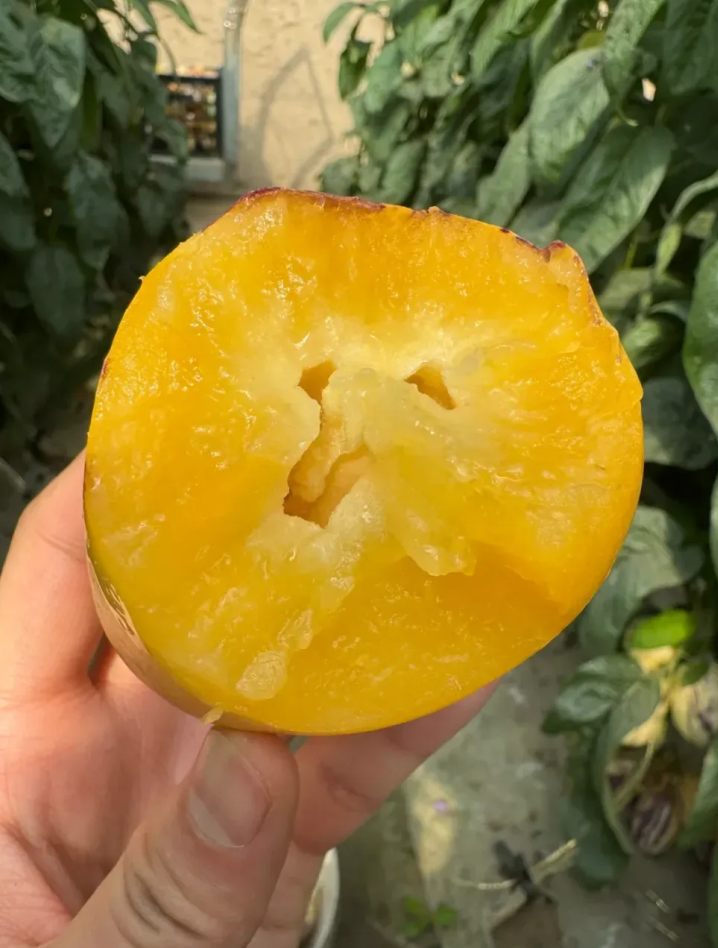 🌿Семена от плод Гинсенг – лесни за отглеждане🌱