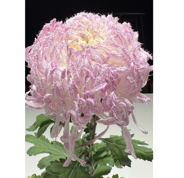 🌸 Obrovské plnokvěté chryzantémy — Vytvořte si královskou zahradu 🌸