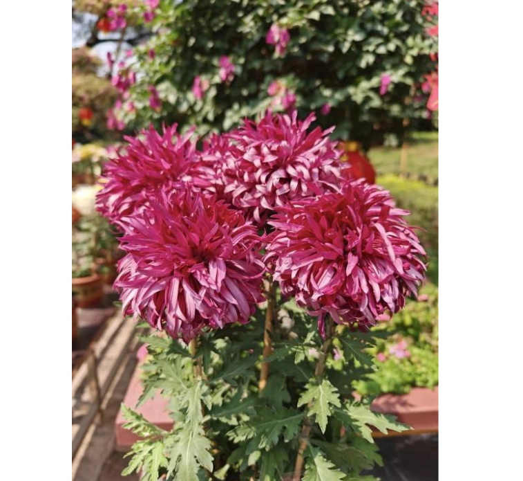 🌸 Obrovské plnokvěté chryzantémy — Vytvořte si královskou zahradu 🌸