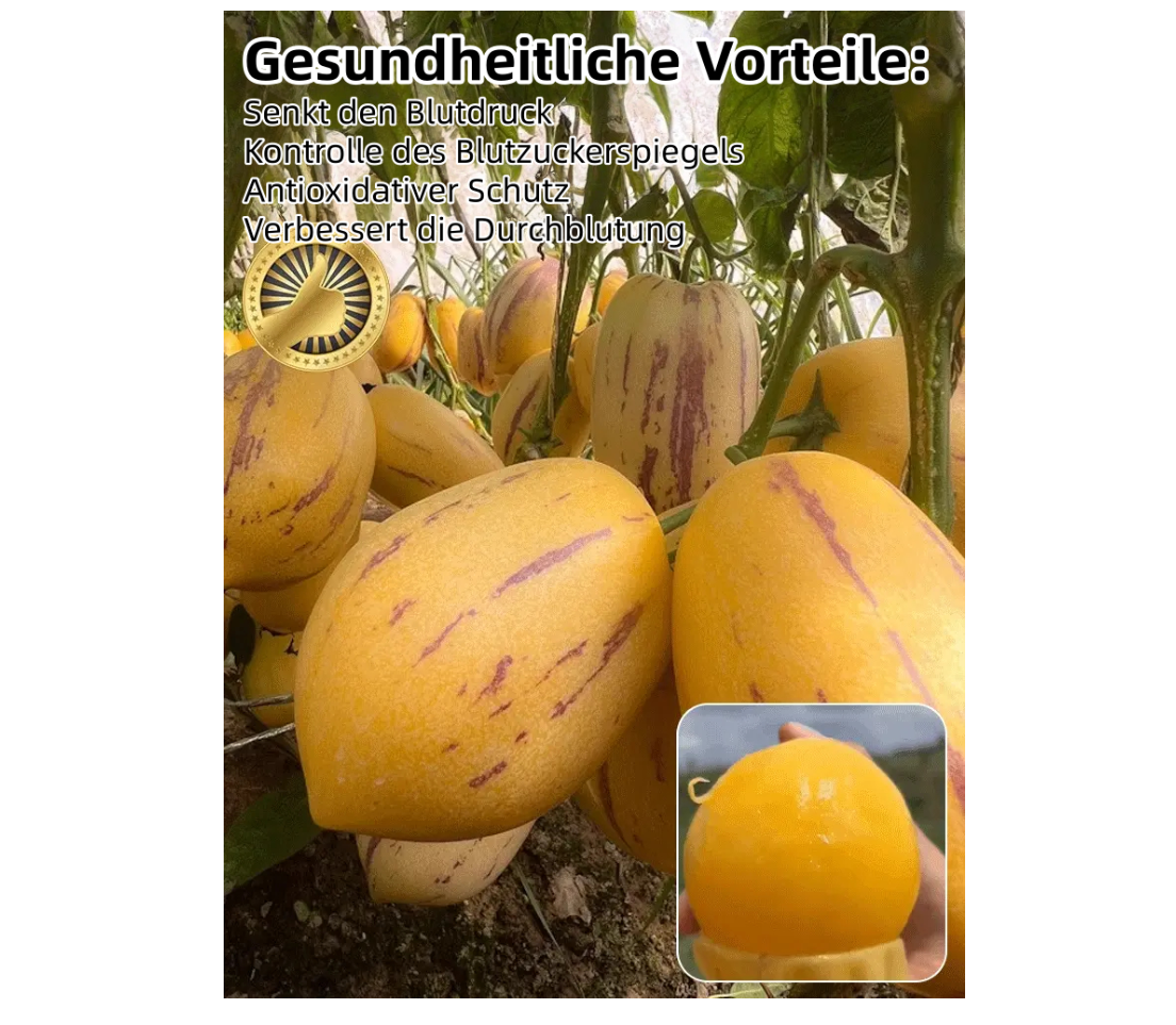 🌿Ginsengfrucht-Samen – leicht anzubauen🌱