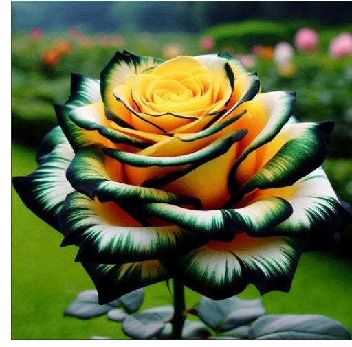 Rare Blue Moon Rose 🌌&Multi-Colored Petal Lace Rose🌈🌹