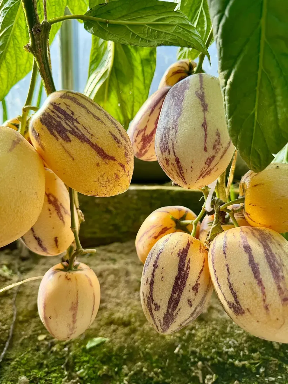 🌿Ginsengfrucht-Samen – leicht anzubauen🌱